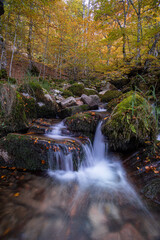 Obraz premium El otoño en el arroyo y en el hayedo