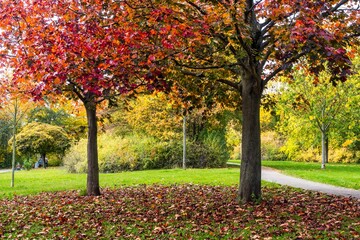 Autumn in the park, multicolored trees foliage, fallen leaves on green grass