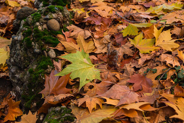 イタリア　トリノのヴァレン ティーノ公園の紅葉
