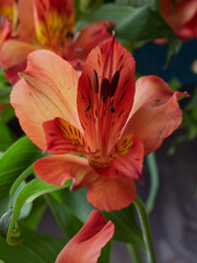 Lilia (lat. L&iacute;lium) - a genus of plants of the family Liliaceae. Close up of bouquet of beautiful summer blooming of orange lilies. Flowers in vase on wooden table in studio.