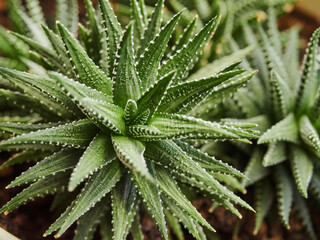 cactus, succulent, botany, botanical, beautiful, flower, life, grow, open, wild, no people, rose, cultivate, discovery, outdoor, spiral, art, spring background, summer, nature, plant, green, natural,