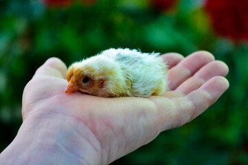 baby chicken in hand