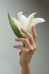 Women's hands with a beautiful manicure holds the flower on a gray background. High quality photo