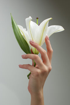 Women's hands with a beautiful manicure holds the flower on a gray background. High quality photo