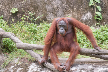 Red big monkey on a log