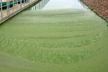 green algae on the surface of the river near the shore