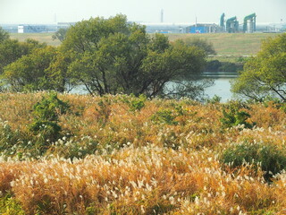 秋の江戸川河川敷の荻原風景