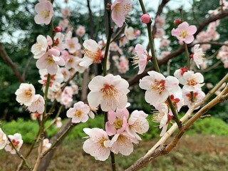 梅の花1　ピンク