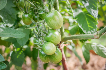 Young green tomatoes hanging on a branch in a rustic greenhouse. Natural gardening without chemicals