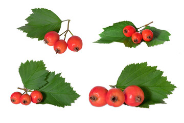 Twigs of Hawthorn berries isolated on white background. Full depth of field. With clipping path