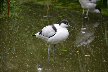 Pied avocet ( Recurvirostra avosetta ) in Frankfurt zoo
