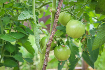 Tomatoes ripening in the garden.