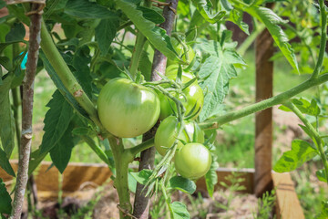 Young green tomatoes hanging on a branch in a rustic greenhouse. Natural gardening without chemicals