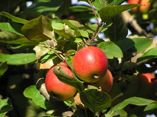 Bohnapfel