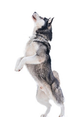 Siberian husky stands on its hind legs isolated on a white background.