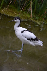 Pied avocet ( Recurvirostra avosetta ) in Frankfurt zoo