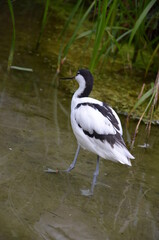 Pied avocet ( Recurvirostra avosetta ) in Frankfurt zoo