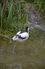 Pied avocet ( Recurvirostra avosetta ) in Frankfurt zoo