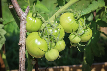 Tomatoes ripening in the garden.