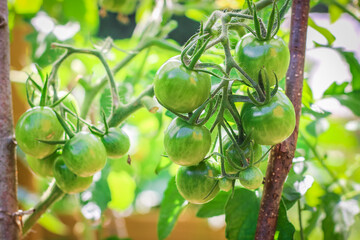 Tiny garden tomatoes ripening on the vine.