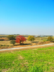 Fototapeta premium 紅葉のナンキンハゼのある晩秋の江戸川河川敷風景