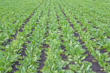Beautiful field with sugar beets plants