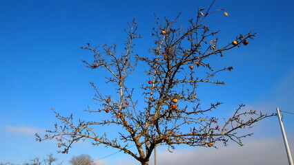 Apfelbaum im Spätherbst ohne Blätter