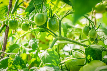 Tomatoes ripening in the garden.