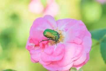 beautiful green juin bug on the pink rose flower close up