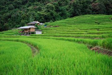 House in the rice field ,The Homestay Farm on Chiang Mai,Thailand,Asia
