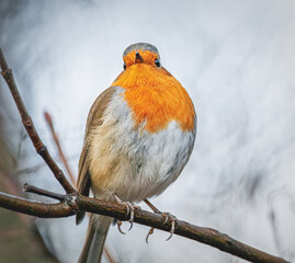 Rotkehlchen Porträt