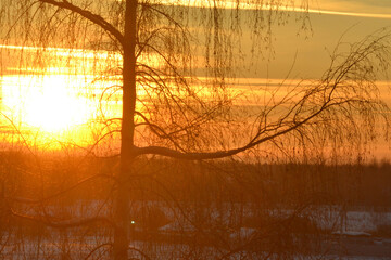 A dark silhouette of the top of a bare tree with a large trunk and beautiful branches against a blazing sunset sky on a winter. Natural winter bright sunset background. Trees in winter.