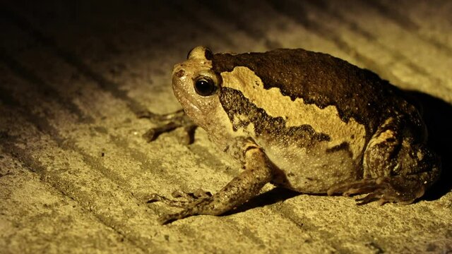 Kaloula and light at night