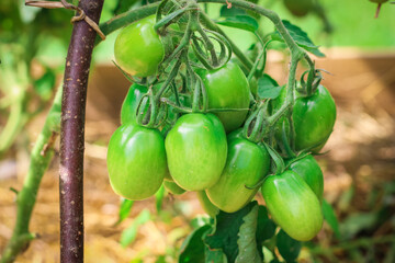 Young green tomatoes hanging on a branch in a rustic greenhouse. Natural gardening without chemicals