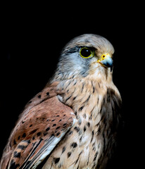 Portrait of a falcon on a black background