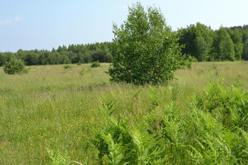 Green field with lush grass, young trees and forest in the background. Summer nature landscape.