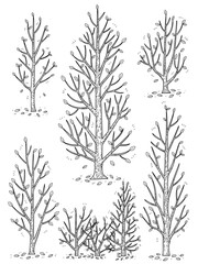 hand drawn side view tree vector set.