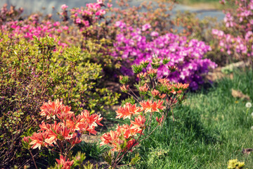 Rhododendron flowers in the garden on a sunny day