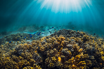 Underwater view with corals, school of tropical fish and sun rays in ocean