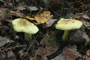 Tricholoma frondosae (Tricholoma equestre var. populinum), known as man on horseback or yellow knight, mushrooms from Finland