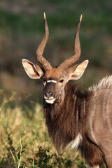 Portrait of a Nyala antelope grazing on grass residues, the nyala (Tragelaphus angasii), also called inyala.Portrait of a large male African antelope against a green background.