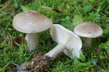 Clitocybe nebularis, known as the clouded agaric or cloud funnel, wild edible mushrooms from Finland