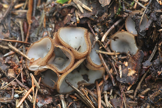 Humaria hemisphaerica, known as the hairy fairy cup, the brown-haired fairy cup or glazed cup, mushrooms from Finland