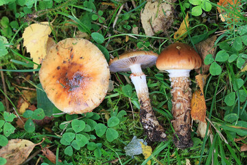 Cortinarius trivialis, known as Girdled Webcap, wild mushroom from Finland