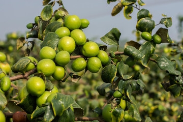 Organic Indian Jujube hanging on tree.