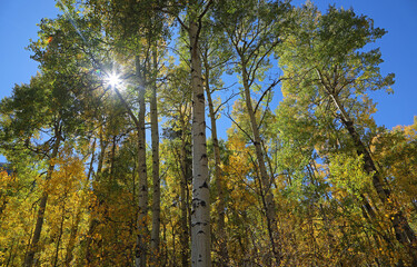 Fototapeta premium Sun light and aspen tree - Rocky Mountains, Colorado