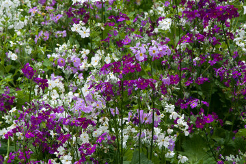 Sydney Australia, garden of white, mauve and purple primula malacoides or fairy primrose  flowers