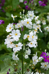 Sydney Australia, stem of a primula malacoides or fairy primrose with ring of small white flowers