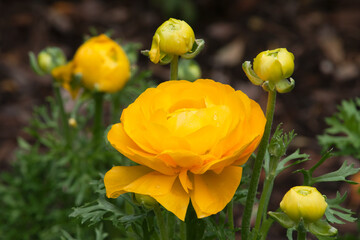 Sydney Australia, yellow ranunculus flowers in the sunshine