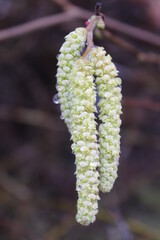 buds in spring